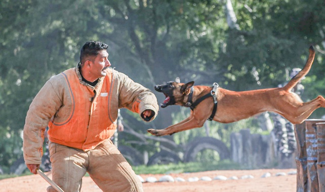 training of dogs image