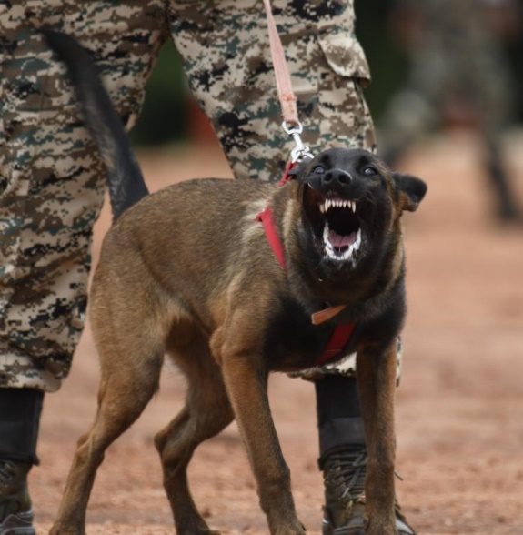 Explosives recovery  dog